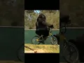 Download Lagu Gorilla riding cycle, farts and falls, gets angry...🦍 #memes #memesdaily #meme #funny #funnyshorts