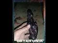 Download Lagu Getah Unik Olih Nemu