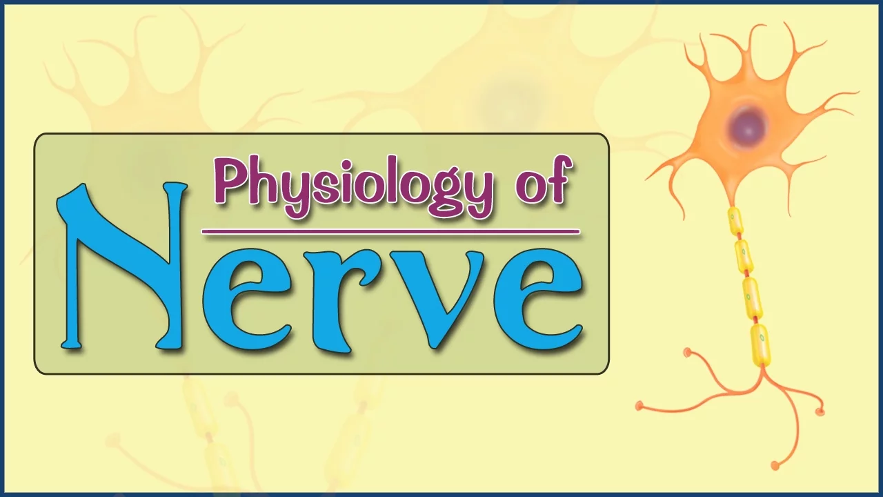 Easy Physiology | Nerve | 2-Action Potential
