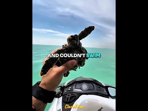 He Saved a Turtle ❤️ #shorts