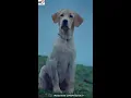 Download Lagu 777 Charlie Sad Scene | Charlie Movie Sad Status | 777 Charlie Movie #shorts #viral #dog #love #feel