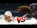 Giant Hermit Crab vs Giant Mantis Shrimp Rematch Epic Battle Royale