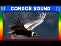 Download Lagu 🦅 SUARA KONDOR - PANGGILAN KONDOR - EFEK SUARA KONDOR - SUARA KONDOR - SUARA KONDOR