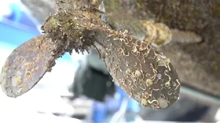 Electric Motor and Copper Bottom UPDATE — Sailing Uma [Step 137]