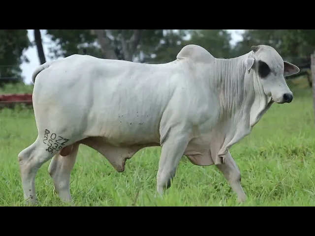 Touro Nelore ROZZ - 2539