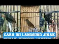 Download Lagu caramenjinakan burung cucak jenggot #burungcucakjenggotgacor #burungcucakjenggot #jenggot