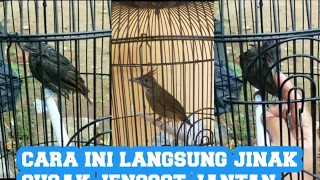 Download caramenjinakan burung cucak jenggot #burungcucakjenggotgacor #burungcucakjenggot #jenggot MP3