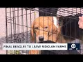 Final beagles leaving Ridglan Farms