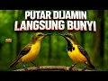 Lagu Bikin emosi ngleper‼️ Pancingan sogon agar bunyi isian