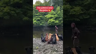 This is awesome 👏 (via @slingleygundogs/TT)