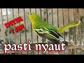 Download Lagu suara sirtu betina birahi memangil jantan,100% ampuh/ special 1 jam nonstop