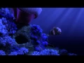 Finding Nemo - Nemo Egg scene in Beautiful
