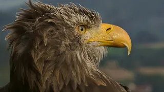 العقاب الذهبي ملك الطيور وسيد الجوارح عالم الحيوان  العقاب الذهبي ملك الطيور وسيد الجوارح عالم الحيوان