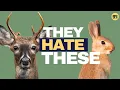 Deer and Rabbits Keep Eating Your Garden Watch This