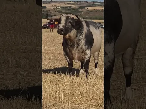 VAYA PEDAZO DE TORO EN EL CAMPO