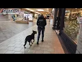 Lucy 6 Month Old German Shepherd Doberman Mix Best Dog Trainer Cleveland Ohio Obedience