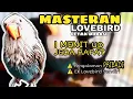 Download Lagu Masteran LOVEBIRD Memancing Cetak Ngekek 1 menit Jeda Rapet |  Ampuh 100%  #LovbirdLovers