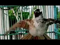 Download Lagu SUARA BURUNG TRUCUKAN KEBO PAGI HARI ROPEL PANJANG