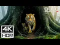 Download Lagu REAL OLED TEST | 4K Video ULTRA HD 120 FPS | Dolby Vision