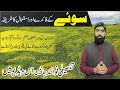 Lagu dill seeds health benifits in urdu | soya ke fawaid | how to use soye dill fruit | سوئے کے فائدے |