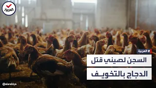 صيني قتل ألف دجاجة بالتخويف والسب 