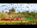 Download Lagu BISA HABIS BURUNG !!!..KALAU CARA MIKAT NYA BEGINI #mikatburungjalak #baychim #birdstrap #paksheejal