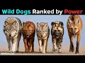 All 37 Wild Dog Species Ranked by How Powerful They Are