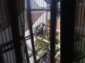 Download Lagu JALAK EROPA #gacor #beautiful #birds #burungkicau #burung #bird #birdslover #beautifulbird
