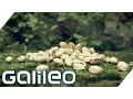 Download Lagu Der Weg der Pistazie | Galileo | ProSieben