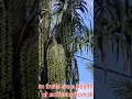 PAMAHIIN SA PAGPITAS NG KAONG/KAONG FRUIT/MArilyn's Journey