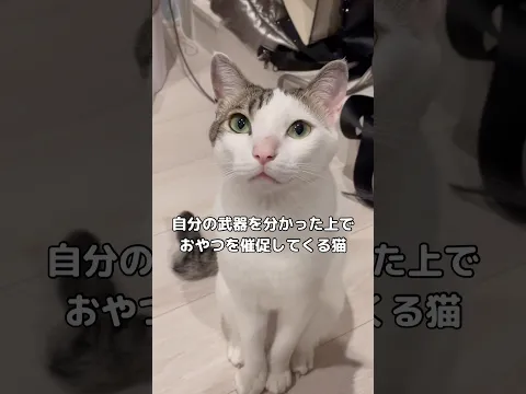 来る日も来る日も心を鬼にしてこのおねだりを拒否しないといけないのは至難の業すぎる #キジ白 #おやつ #shorts