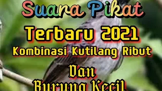 Download Suara Pikat Terbaru 2021 Kombinasi Kutilang Ribut Dan Burung Kecil Lainnya MP3