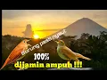 Download Lagu MASTERAN BURUNG SRDC FULL ISIAN DURASI PANJANG || Masteran burung