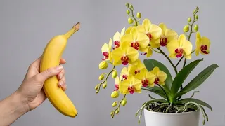 just one banana orchids bloom all year round natural method