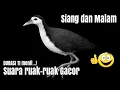 Lagu ❗Suara Burung Ruak-ruak Gacor Siang dan Malam | Truok balap gacor