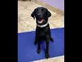 How To Trim Your Dogs Nails