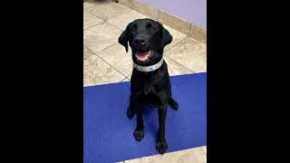 How To Trim Your Dogs Nails