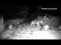 Not wild about coyotes Avondale Estates residents wary of packs roaming at night WSB-TV