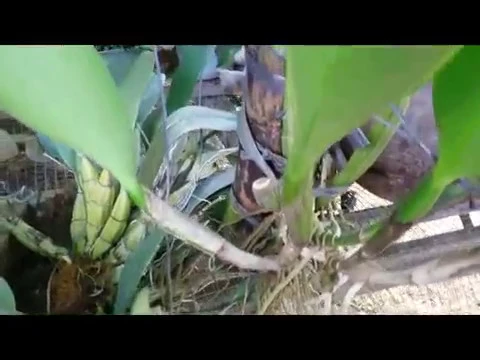 MY PHAL ORCHIDS WITH SPIKES AND CATTLEYA WITH A SHEATH