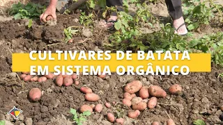 Cultivares de batata da Embrapa em sistema orgânico em equilíbrio com o meio ambiente | Terra Sul