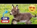 Download Lagu En Şirin Yavru Eşek Videoları Derlemesi! | [2018 Derleme] ● Eğlenceli Anlar