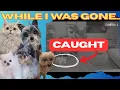 Download Lagu Now I know what my Pets do while I'm gone...