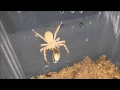 Juvenile Palystes superciliosus Common rain spider feeding