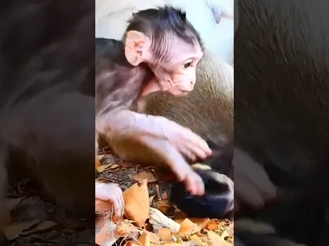 #monkey #animals #nature #wildlife #cute #babymonkey #funny #monkeybusiness #elephant