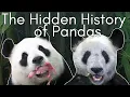The Price of Pandas The Shocking Truth Behind Zoo Panda Programs