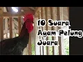 Download Lagu 10 suara ayam pelung juara
