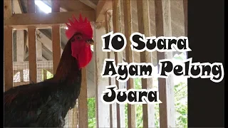 Download 10 suara ayam pelung juara MP3