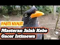 Download Lagu SUARA JALAK KEBO GACOR | Cocok Buat Masteran ‼️Jalak Kebo Yang Diam Bakal Nyaut Seketika