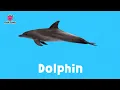 ABC Animal Train | Animal Songs | PINKFONG Songs for Children