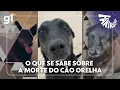 Lagu Fantástico: O que as investigações revelam sobre a morte do cão Orelha